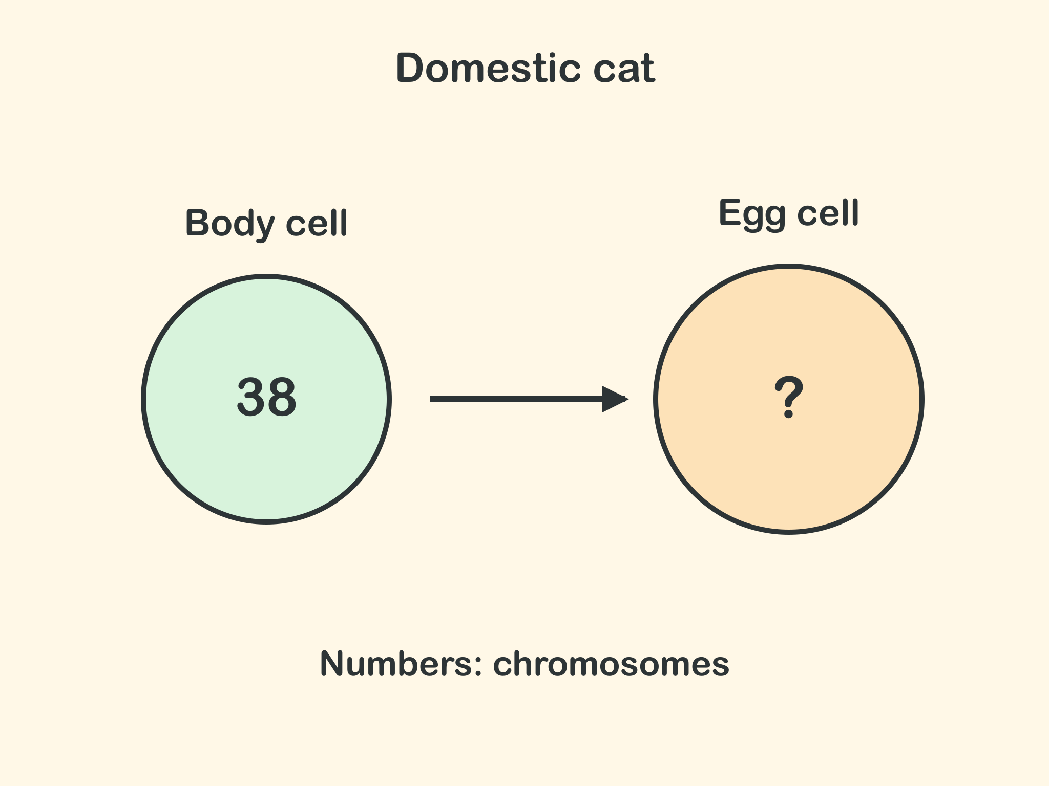 A diagram for a domestic cat: a body cell with 38 chromosomes, an arrow, and an egg cell with a question mark.